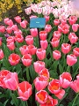 Keukenhof